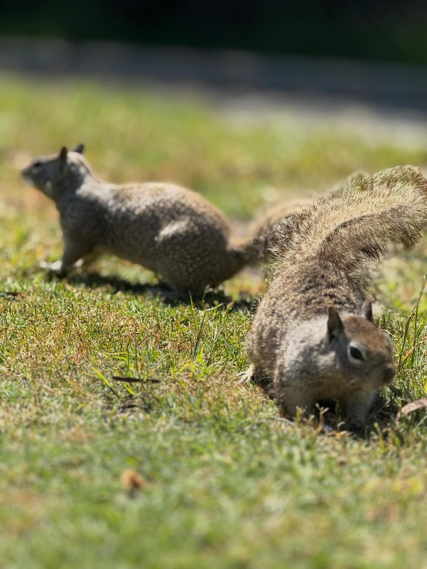squirls 1